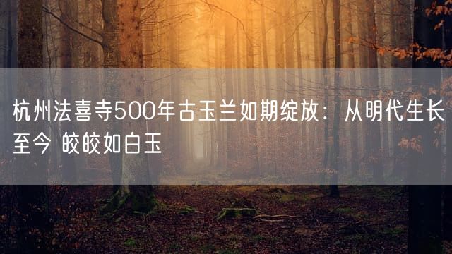 杭州法喜寺500年古玉兰如期绽放：从明代生长至今 皎皎如白玉